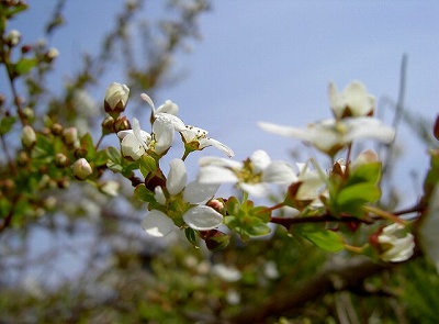 s-PICT7436.jpg
