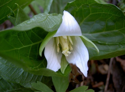 s-PICT7450.jpg