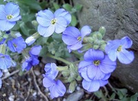 s-PICT7455.jpg