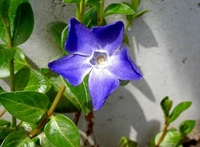 s-s-PICT7431.jpg