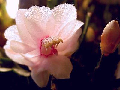 PICT0004.jpg